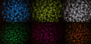 Aquamax wavinator effect 6 colors